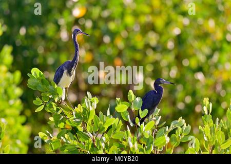 Aigrette tricolore (Egretta tricolor) et blue heron peu Banque D'Images