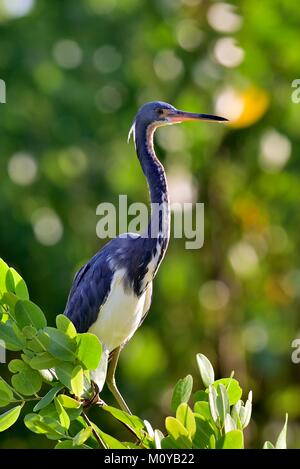 Aigrette tricolore (Egretta tricolor), l'adulte Aigrette tricolore (Egretta tricolor) , anciennement connue en Amérique du Nord comme la Louisiane, Heron est un SMA Banque D'Images