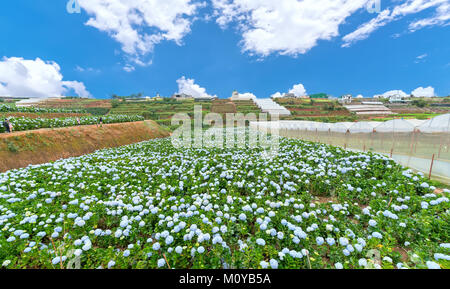 Vue panoramique sur le domaine de l'hydrangea flowers vu de dessus le matin de l'hiver avec des milliers de fleurs fleurs de belles collines de voir th Banque D'Images