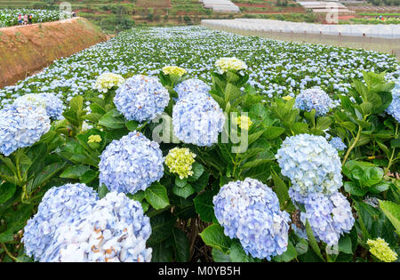 Vue panoramique sur le domaine de l'hydrangea flowers vu de dessus le matin de l'hiver avec des milliers de fleurs fleurs de belles collines de voir th Banque D'Images