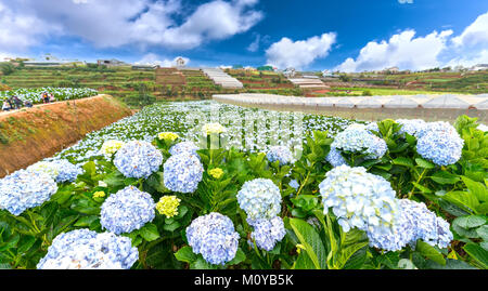 Vue panoramique sur le domaine de l'hydrangea flowers vu de dessus le matin de l'hiver avec des milliers de fleurs fleurs de belles collines de voir th Banque D'Images