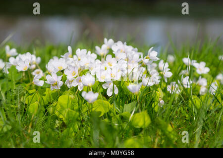 L'oxalide commun (Oxalis acetosella),Allemagne florissante Banque D'Images