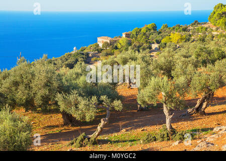 Oliviers entourant Son Marroig Mansion,Deia, Mallorca, Îles Baléares, Espagne Banque D'Images