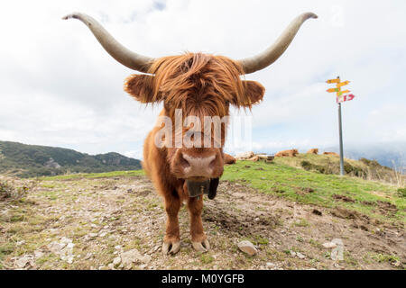 Scottish Highland bovins (Bos taurus),randonnées sentier près de Bogno, Tessin, Suisse Banque D'Images