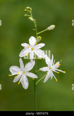 St Bernard's lily (Anthericum liliago), Oberautal,Tyrol, Autriche Banque D'Images