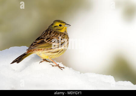 Yellowhammer (Emberiza citrinella),dans la neige, Tyrol, Autriche Banque D'Images