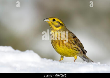 Yellowhammer (Emberiza citrinella),dans la neige, Tyrol, Autriche Banque D'Images