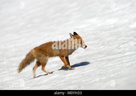 Le renard roux (Vulpes vulpes) court dans la neige,jusque Franz-Josefs Höhe,Parc National Hohe Tauern, Carinthie, Autriche Banque D'Images