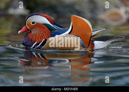 Canard mandarin (Aix galericulata) flotte dans l'eau,Allemagne Banque D'Images