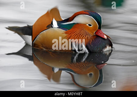 Canard mandarin (Aix galericulata) flotte dans l'eau,Allemagne Banque D'Images