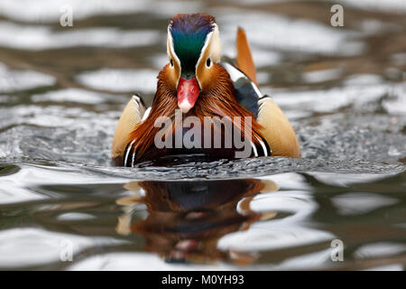 Canard mandarin (Aix galericulata) flotte dans l'eau,Allemagne Banque D'Images