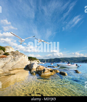 Les mouettes volent au-dessus de l'eau peu profonde dans la baie de Kalamitsi, Sithonia, Halkidiki, Grèce Banque D'Images