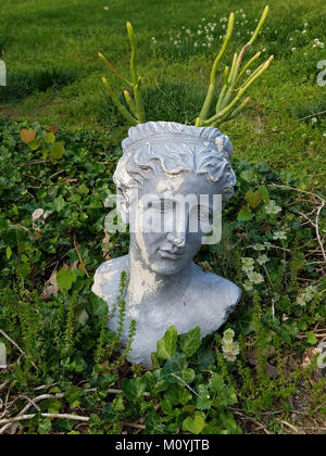 Tête romaine semoir avec cactus growning hors de sa tête dans un lit de lierre et les graminées dans le Banque D'Images