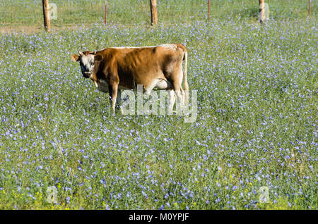 Manger de la vache fleurs bleues de l'ouest dans un pâturage. Washington, États-Unis Banque D'Images