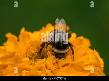 Bombus sur fleur dans le jardin Banque D'Images