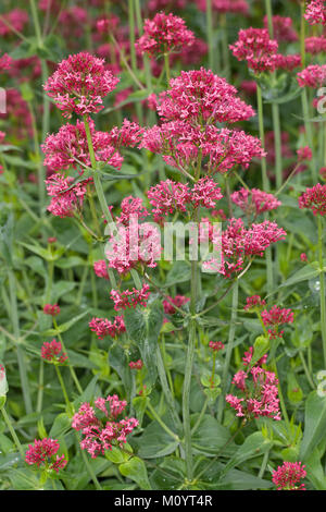 Spornblume par cœur, Centranthus ruber, valériane, valériane rouge, barbe de Jupiter, un épi de valériane. Banque D'Images