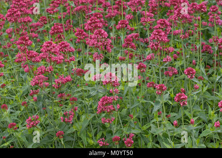 Spornblume par cœur, Centranthus ruber, valériane, valériane rouge, barbe de Jupiter, un épi de valériane. Banque D'Images