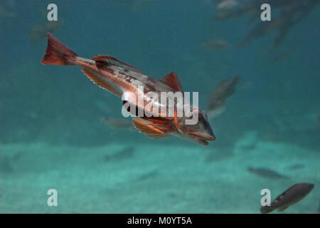 Roter Knurrhahn, Seeschwalbenfisch, Trigla lucerna, Chelidonichthys lucerna, Grondin, grondin sapphirine Banque D'Images