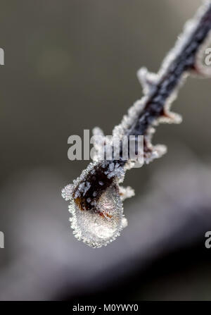 Aubépine gelée par un froid matin d'hiver Banque D'Images