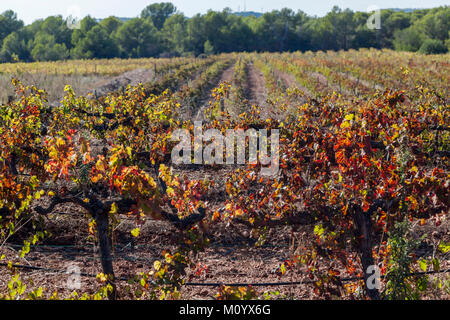 Paysage avec des vignobles en automne, Penedes wine region.Catalogne, Espagne. Banque D'Images