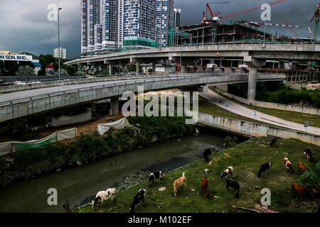 SHAH ALAM, en Malaisie - le 24 janvier : les vaches sont vus à un quartier d'affaires à Shah Alam en dehors de Kuala Lumpur le 24 janvier 2018. Credit : Samsul dit/AFLO/Alamy Live News Banque D'Images