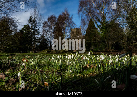 LEOMINSTER-25 janvier : perce-neige (Galanthus nivalis) signalant le début de l'arrivée du printemps sont vus en face de l'église du prieuré, dans la ville de Leominster le 25 janvier 2018. Selon la légende, le Snowdrop est devenu le symbole de l'espoir quand Adam et Eve ont été chassés du jardin d'Eden. Quand Eve était sur le point de renoncer à l'espoir que les froids hivers ne serait jamais fin, un ange est apparu. Elle a transformé une partie des flocons en fleurs Snowdrop, prouvant que les hivers finissent par céder la place au printemps. Crédit : Jim Wood/Alamy Live News Banque D'Images