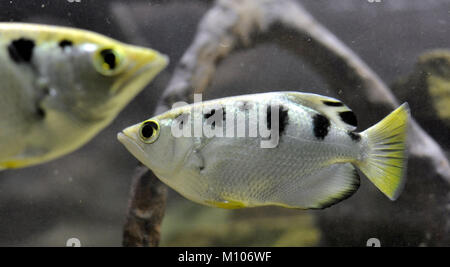 Brno, République tchèque. 25 Jan, 2018. Archerfish (Toxotes) est vu dans un aquarium dans le zoo de Brno, République tchèque, le 25 janvier 2018. Crédit : Igor Zehl/CTK Photo/Alamy Live News Banque D'Images