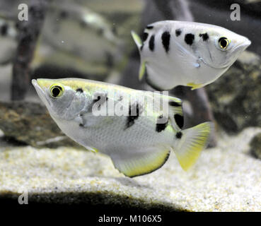 Brno, République tchèque. 25 Jan, 2018. Archerfish (Toxotes) est vu dans un aquarium dans le zoo de Brno, République tchèque, le 25 janvier 2018. Crédit : Igor Zehl/CTK Photo/Alamy Live News Banque D'Images