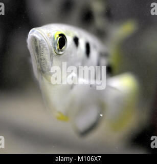 Brno, République tchèque. 25 Jan, 2018. Archerfish (Toxotes) est vu dans un aquarium dans le zoo de Brno, République tchèque, le 25 janvier 2018. Crédit : Igor Zehl/CTK Photo/Alamy Live News Banque D'Images