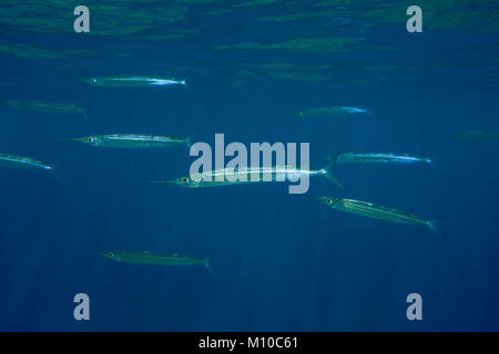 Mer Rouge, Dahab, Egypte. Nov 8, 2017. École de Mer Rouge (Halfbeak Hyporhamphus gamberur) Nager dans l'eau bleue Crédit : Andrey Nekrasov/ZUMA/ZUMAPRESS.com/Alamy fil Live News Banque D'Images