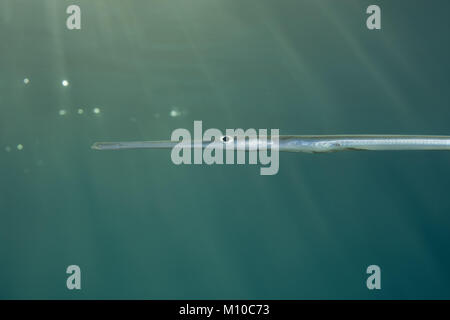 Mer Rouge, Dahab, Egypte. Nov 8, 2017. Portrait de Bluespotted Cornetfish Crédit : Andrey Nekrasov/ZUMA/ZUMAPRESS.com/Alamy fil Live News Banque D'Images