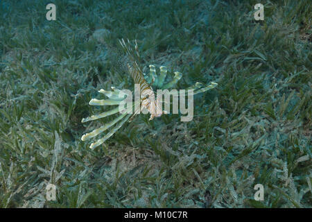 Mer Rouge, Dahab, Egypte. 6Th Nov 2017 poissons toxiques. LionfishÂ Pterois volitans (rouge) nager sur le fond avec de l'herbe de mer en eaux peu profondes Crédit : Andrey Nekrasov/ZUMA/ZUMAPRESS.com/Alamy fil Live News Banque D'Images