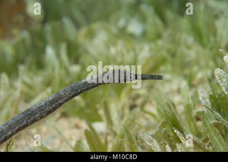 Mer Rouge, Dahab, Egypte. Nov 8, 2017. Syngnathe à queue courte (Trachyrhamphus bicoarctatus) sur la mer grass Crédit : Andrey Nekrasov/ZUMA/ZUMAPRESS.com/Alamy fil Live News Banque D'Images