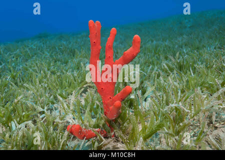 Mer Rouge, Dahab, Egypte. 6Th Nov 2017. Fabricants de toxiques rouge éponge (Negombata magnifica) dans l'herbe marine Crédit : Andrey Nekrasov/ZUMA/ZUMAPRESS.com/Alamy fil Live News Banque D'Images