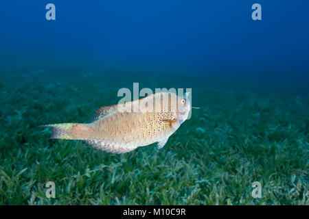 Mer Rouge, Dahab, Egypte. 6Th Nov 2017. Perroquet Viridescent (Calotomus viridescens) porte un brin d'herbe Crédit : Andrey Nekrasov/ZUMA/ZUMAPRESS.com/Alamy fil Live News Banque D'Images