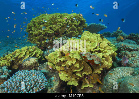 Mer Rouge, Dahab, Egypte. 6Th Nov 2017. École de poisson près de corail disque Crédit : Andrey Nekrasov/ZUMA/ZUMAPRESS.com/Alamy fil Live News Banque D'Images