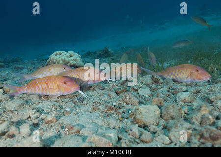 Mer Rouge, Dahab, Egypte. 6Th Nov 2017. groupe de cinabre Rouge-barbet Crédit : Andrey Nekrasov/ZUMA/ZUMAPRESS.com/Alamy fil Live News Banque D'Images