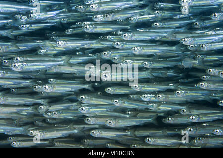 Mer Rouge, Dahab, Egypte. Nov 8, 2017. École de poisson massif Crédit : Andrey Nekrasov/ZUMA/ZUMAPRESS.com/Alamy fil Live News Banque D'Images