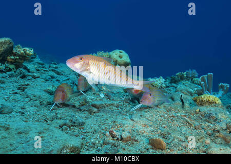 Mer Rouge, Dahab, Egypte. 6Th Nov 2017. groupe de cinabre Rouge-barbet Crédit : Andrey Nekrasov/ZUMA/ZUMAPRESS.com/Alamy fil Live News Banque D'Images