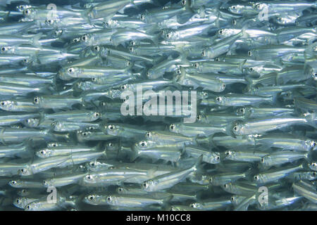 Mer Rouge, Dahab, Egypte. Nov 8, 2017. École de poisson massif Crédit : Andrey Nekrasov/ZUMA/ZUMAPRESS.com/Alamy fil Live News Banque D'Images