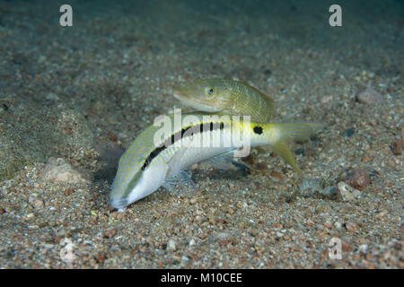 Mer Rouge, Dahab, Egypte. Nov 8, 2017. Cigare Napoléon (Cheilio inermis) et la mer Rouge Rouge-barbet (Parupeneus) forsskali sur fond de sable Crédit : Andrey Nekrasov/ZUMA/ZUMAPRESS.com/Alamy fil Live News Banque D'Images