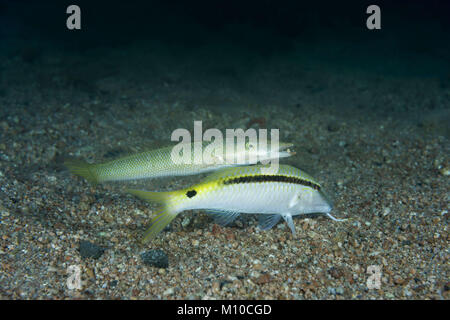 Mer Rouge, Dahab, Egypte. Nov 8, 2017. Cigare Napoléon (Cheilio inermis) et la mer Rouge Rouge-barbet (Parupeneus) forsskali sur fond de sable Crédit : Andrey Nekrasov/ZUMA/ZUMAPRESS.com/Alamy fil Live News Banque D'Images