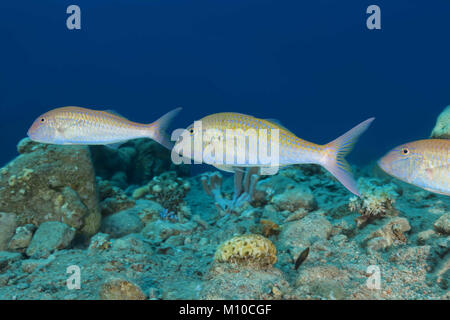 Mer Rouge, Dahab, Egypte. 6Th Nov 2017. groupe de cinabre Rouge-barbet Crédit : Andrey Nekrasov/ZUMA/ZUMAPRESS.com/Alamy fil Live News Banque D'Images