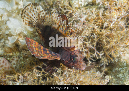 Mer Rouge, Dahab, Egypte. Nov 8, 2017. poissons toxiques Zebra poissons lion (Dendrochirus zebra) se cache parmi les algues dans l'eau peu profonde Crédit : Andrey Nekrasov/ZUMA/ZUMAPRESS.com/Alamy fil Live News Banque D'Images