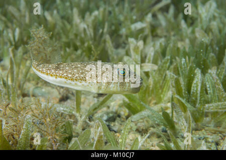 Mer Rouge, Dahab, Egypte. Nov 8, 2017. Blaasop Torquigener flavimaculosus (nain) sur la mer de l'herbe. Crédit : Andrey Nekrasov/ZUMA/ZUMAPRESS.com/Alamy fil Live News Banque D'Images