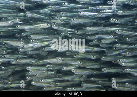 Mer Rouge, Dahab, Egypte. Nov 8, 2017. École de poisson massif Crédit : Andrey Nekrasov/ZUMA/ZUMAPRESS.com/Alamy fil Live News Banque D'Images