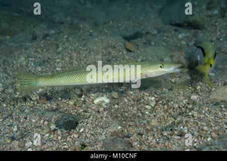 Mer Rouge, Dahab, Egypte. Nov 8, 2017. Cigare Napoléon (Cheilio inermis) sur fond de sable Crédit : Andrey Nekrasov/ZUMA/ZUMAPRESS.com/Alamy fil Live News Banque D'Images