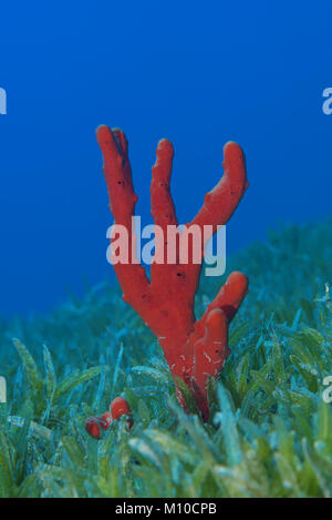 Mer Rouge, Dahab, Egypte. 12 Nov, 2017. Fabricants de toxiques rouge éponge (Negombata magnifica) dans l'herbe marine Crédit : Andrey Nekrasov/ZUMA/ZUMAPRESS.com/Alamy fil Live News