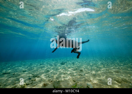 Mer Rouge, Dahab, Egypte. 15 Nov, 2017. Chien noir flotte sur la surface de l'eau Crédit : Andrey Nekrasov/ZUMA/ZUMAPRESS.com/Alamy fil Live News Banque D'Images