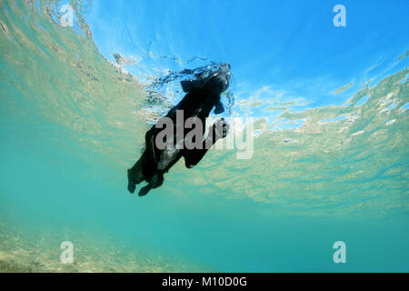 Mer Rouge, Dahab, Egypte. 15 Nov, 2017. Chien noir flotte sur la surface de l'eau Crédit : Andrey Nekrasov/ZUMA/ZUMAPRESS.com/Alamy fil Live News Banque D'Images